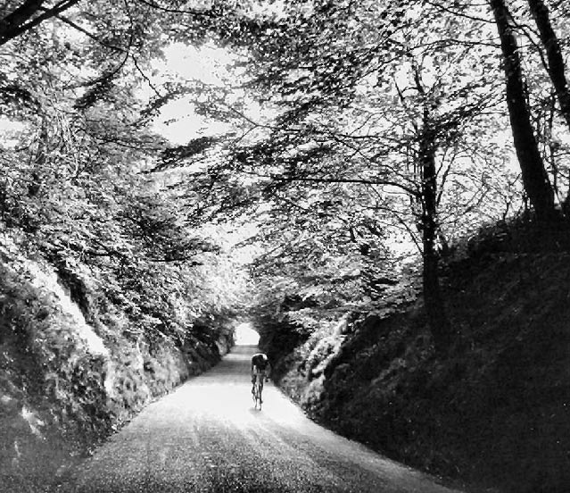 wooded-road