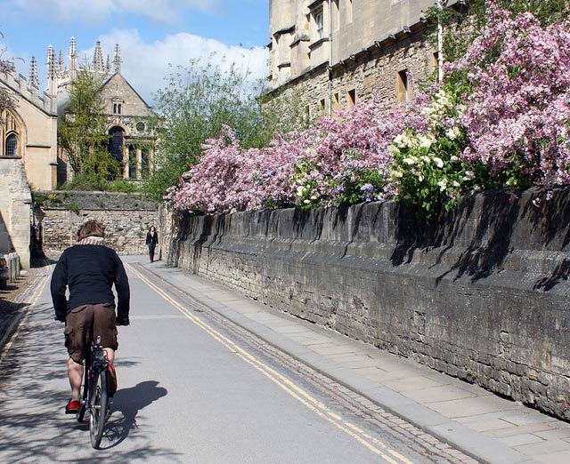 queens-lane-blossom