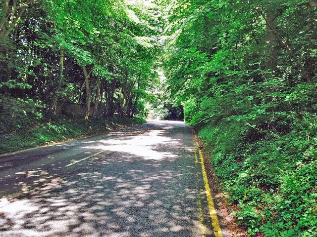 leafy