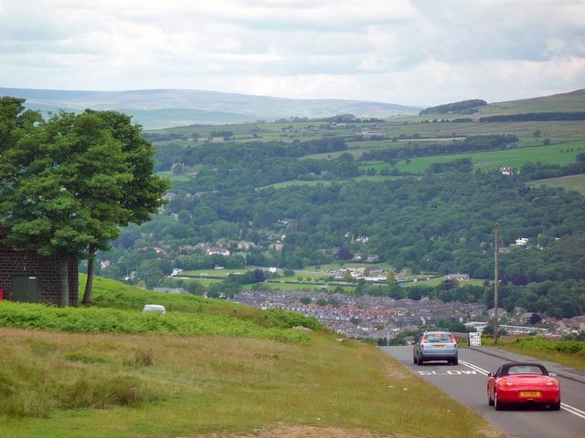 cow-calf-cars