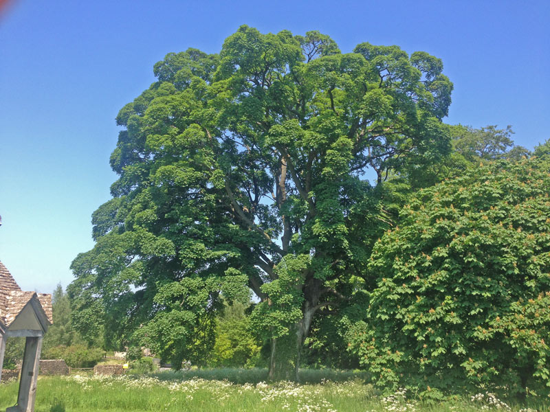 Tree