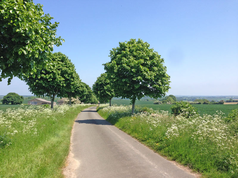 trees-cotswolds