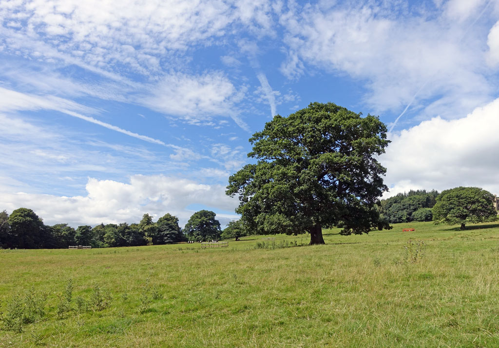 tree-field-sky-clouds