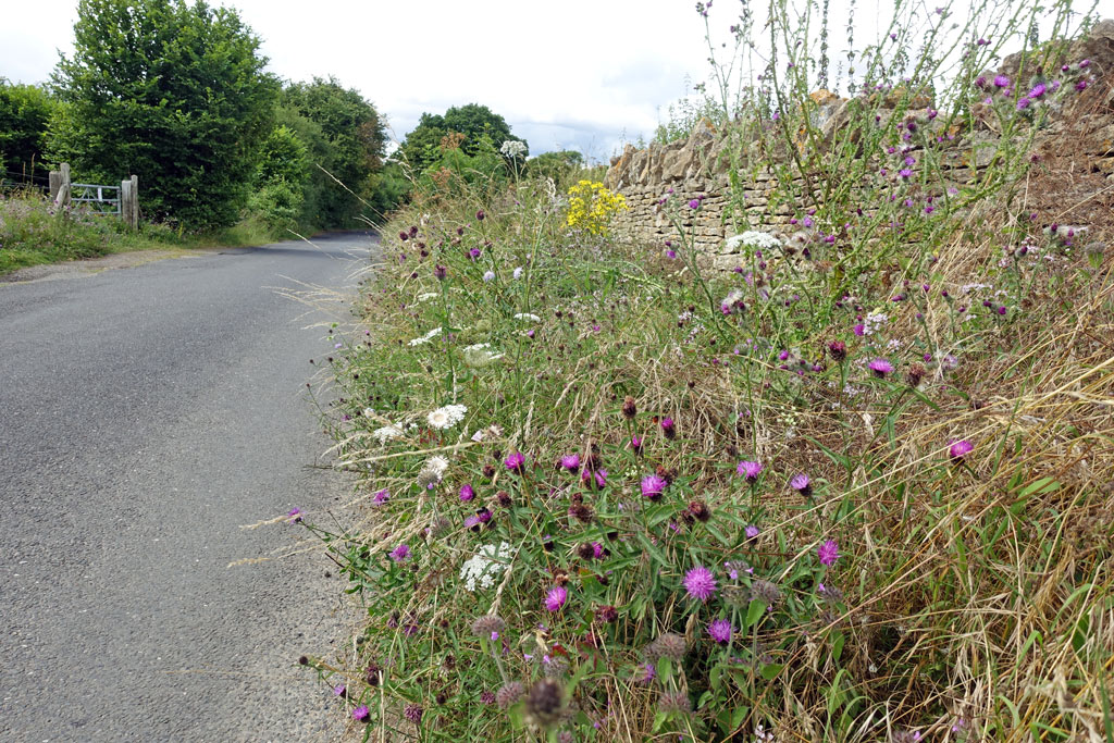 wild-flowers-road