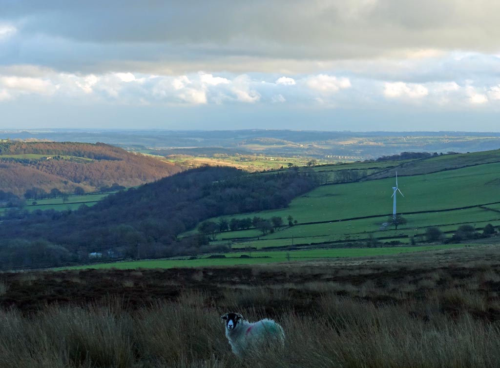 sun-sheep-windmill-