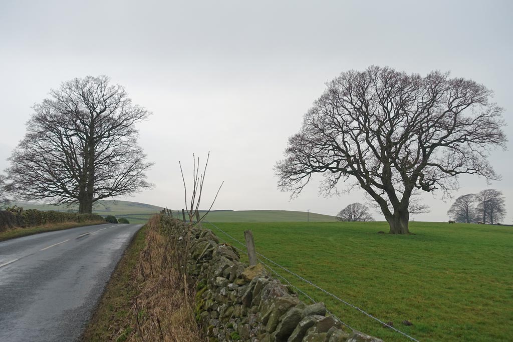 trees-road